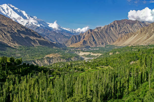 Green tree in the Karakorum mountains rang e