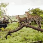 Safari Park Karachi
